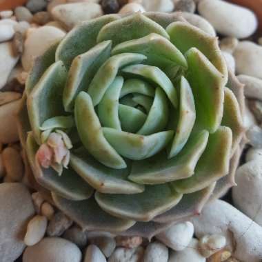 Echeveria Elegans x Violet Queen