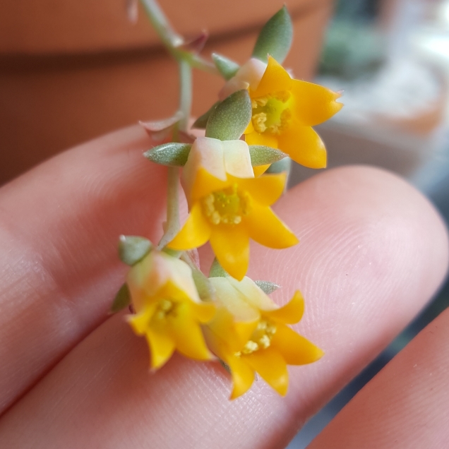 Plant image Echeveria Halbingeri