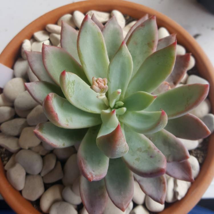 Plant image Echeveria Cleone