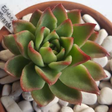 Echeveria Agavoides Miranda