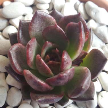 Echeveria Agavoides Blood Maria