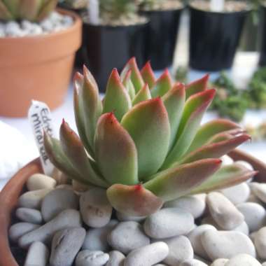 Echeveria Agavoides Miranda