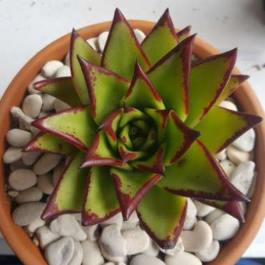 Echeveria Agavoides Red Edge