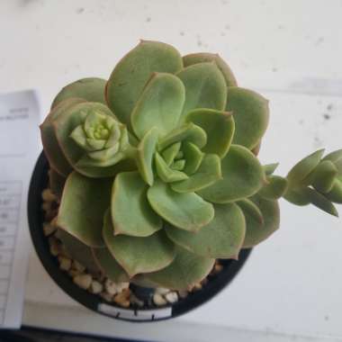 Echeveria Semnan