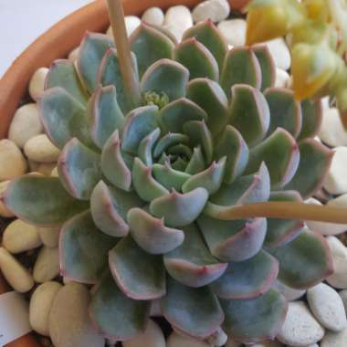 Echeveria