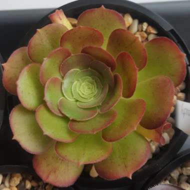 Aeonium Blushing Beauty