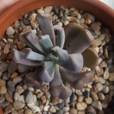 xGraptoveria Topsy Debbi