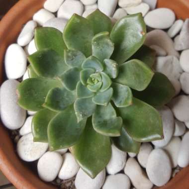 Echeveria Copper Canyon