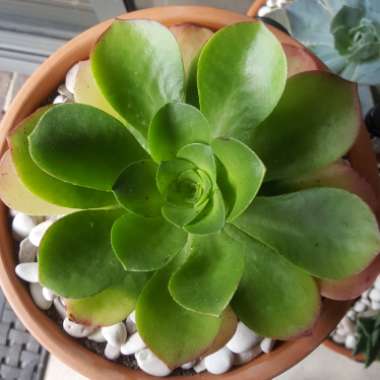 Aeonium Urbicum Rubrum