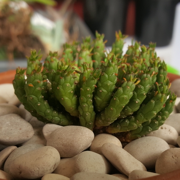 Plant image Euphorbia Flanaganii