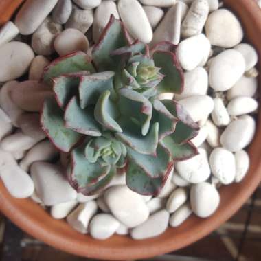 Echeveria Lara