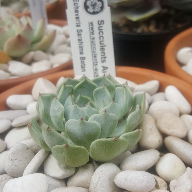 Plant image Echeveria Sara Hime Botan