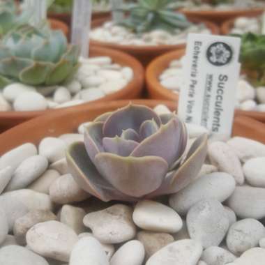 Echeveria Perle Von Nurnberg