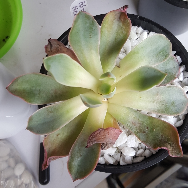 Plant image Echeveria Hera