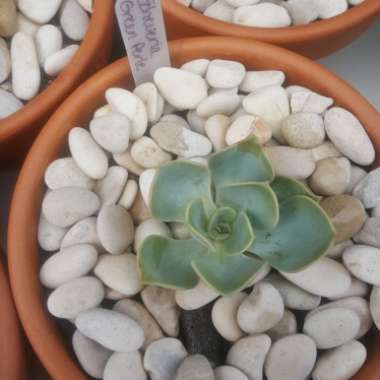 Echeveria Green Pearl