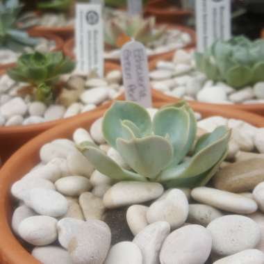 Echeveria Green Pearl