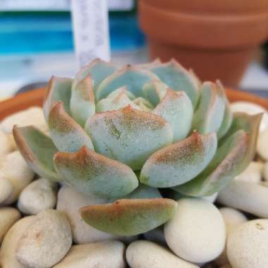 Echeveria Elegans x Violet Queen