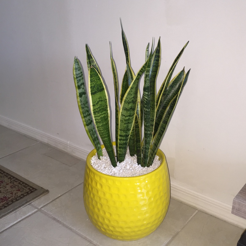 Sansevieria trifasciata