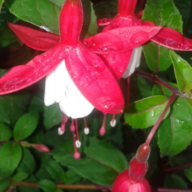 Plant image Fuchsia 'Beacon'