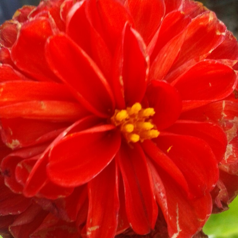 Plant image Dahlia 'Bantling'