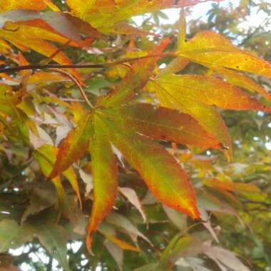 Acer Palmatum 'Atropurpureum'