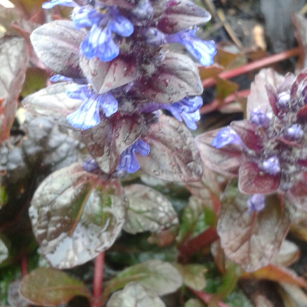 Plant image Ajuga reptans 'Binblasca' syn. Ajuga reptans 'Black Scallop'