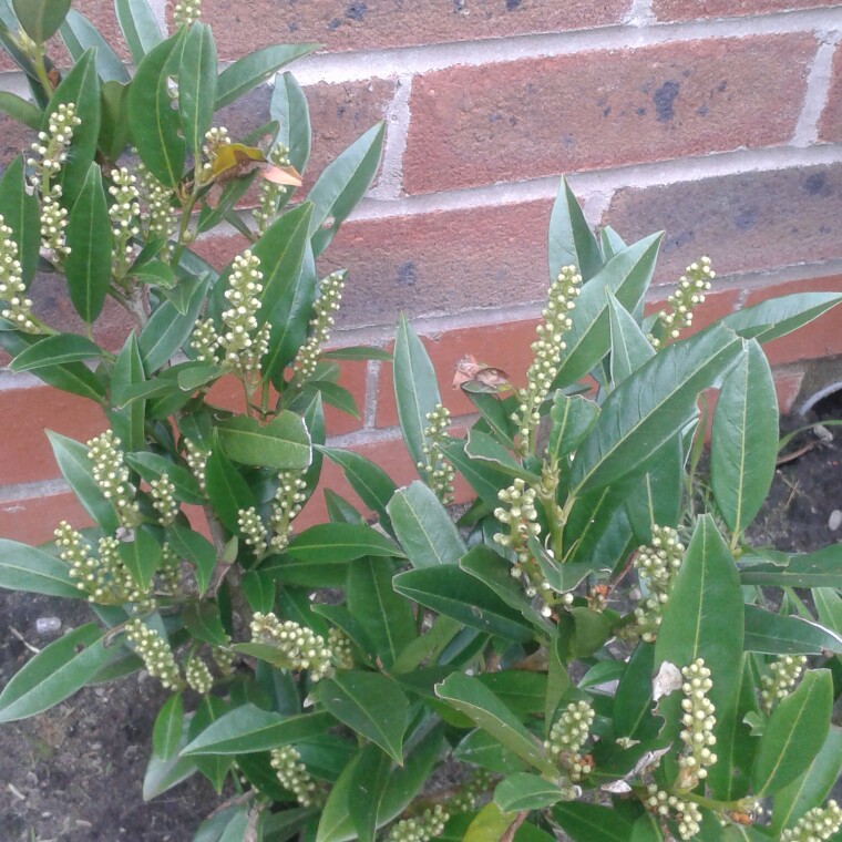 Plant image Prunus laurocerasus 'Schipkaensis'