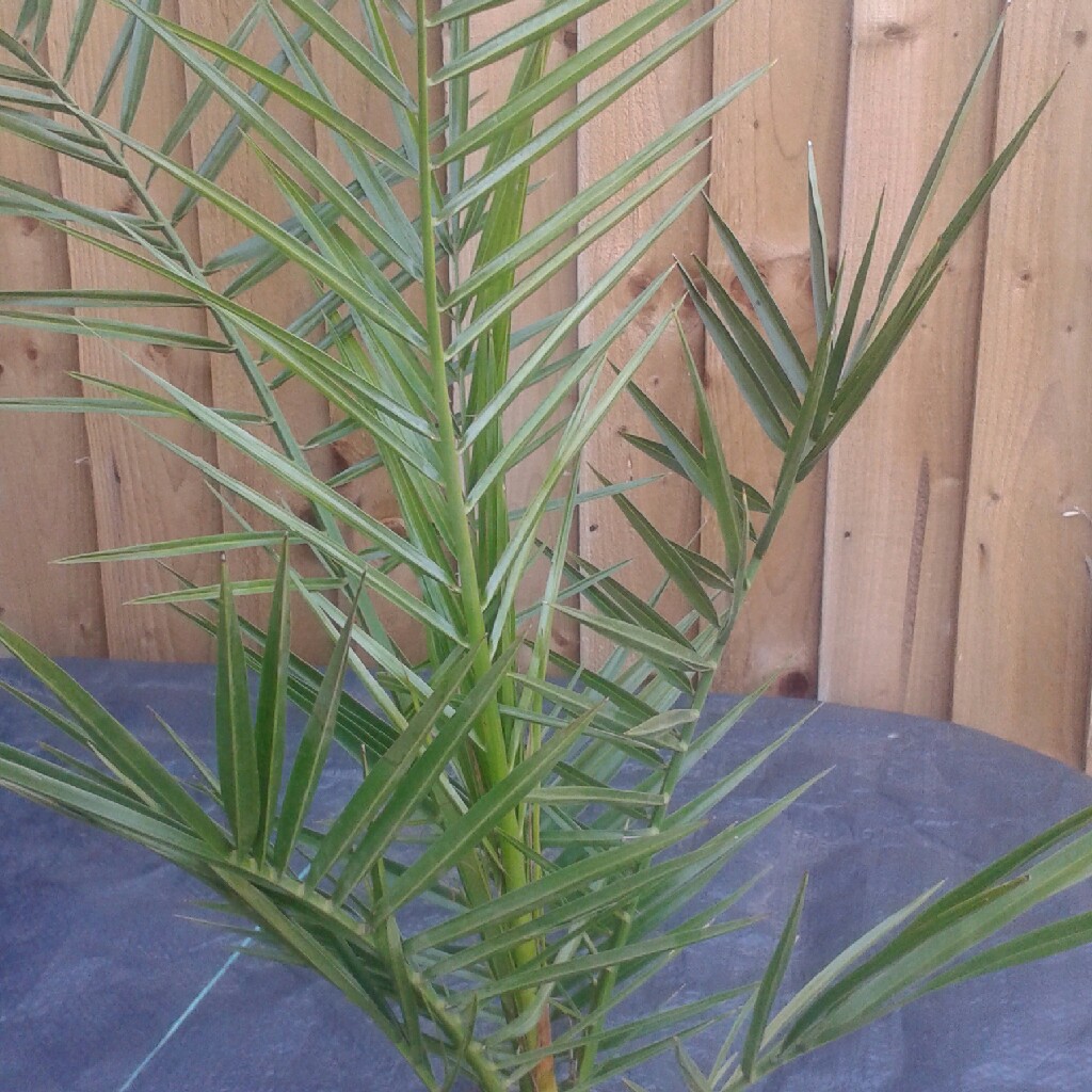 Plant image Phoenix dactylifera