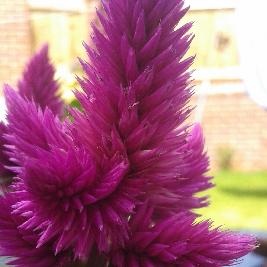 Plant image Celosia argentea 'Venezuela'