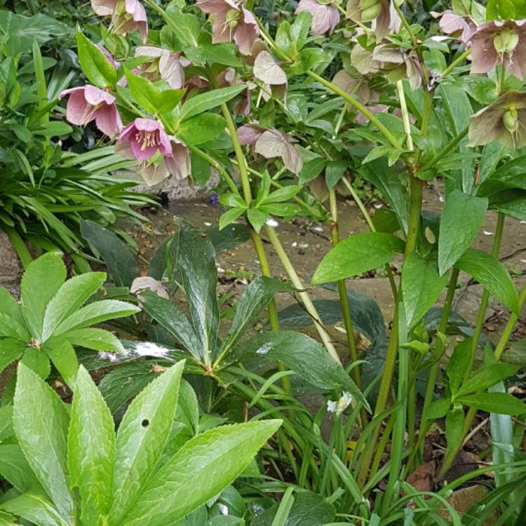 Plant image Helleborus x sternii 'Boughton Beauty'