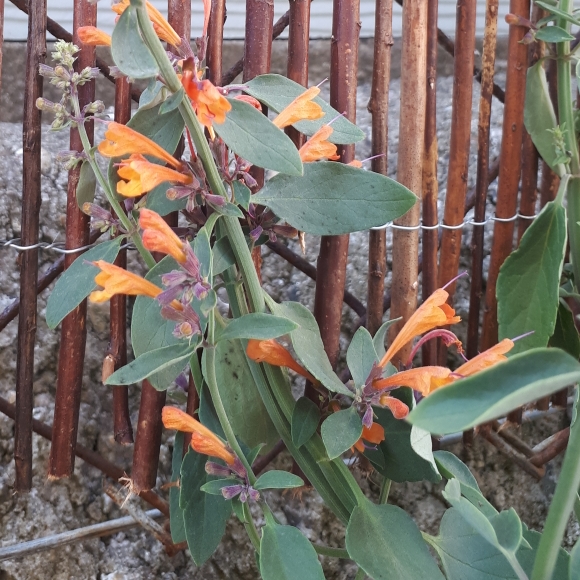 Plant image Agastache aurantiaca 'Apricot Sprite'