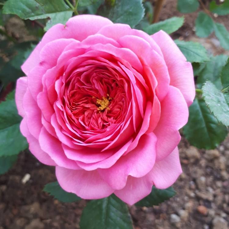 Plant image Rosa 'Ausmerchant' syn. Rosa 'Princess Alexandra of Kent'