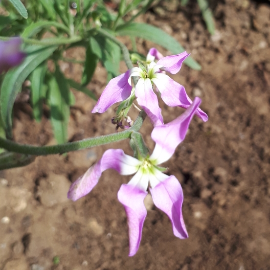 Plant image Matthiola Bicornis