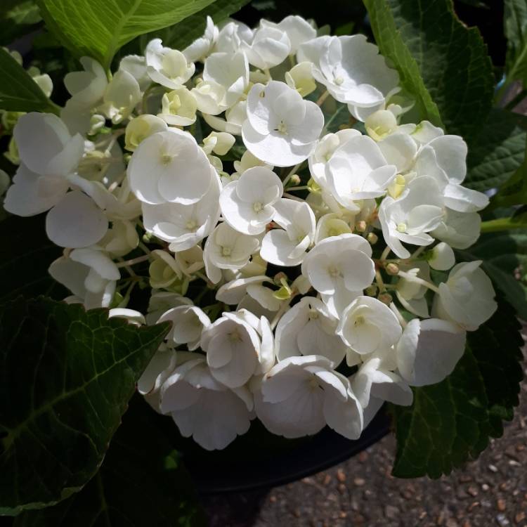 Plant image Hydrangea macrophylla 'Lanarth White'