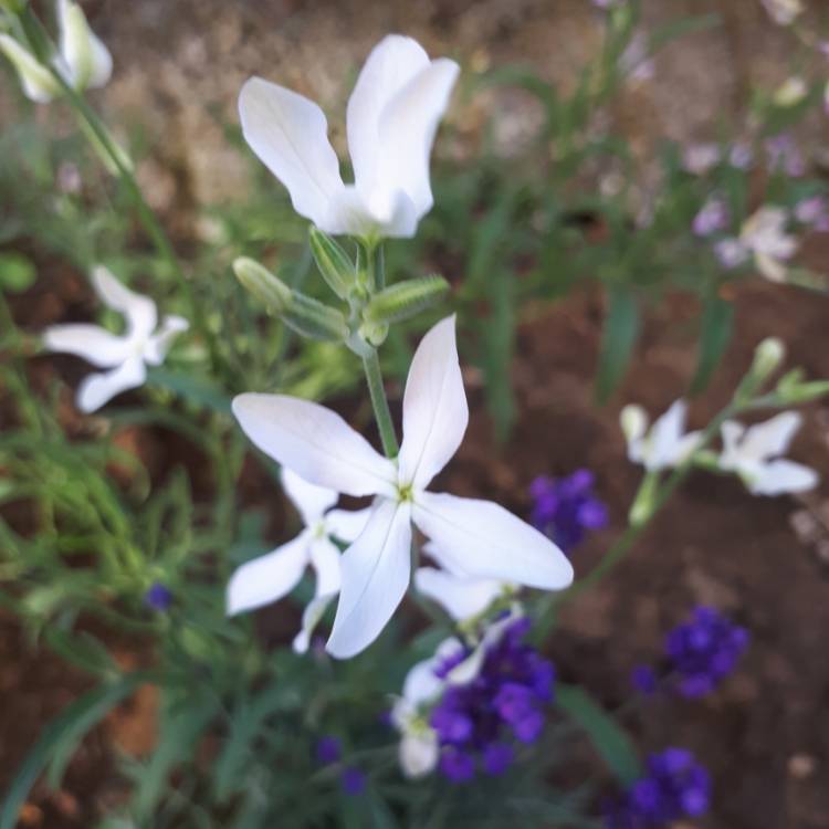 Plant image Matthiola Bicornis