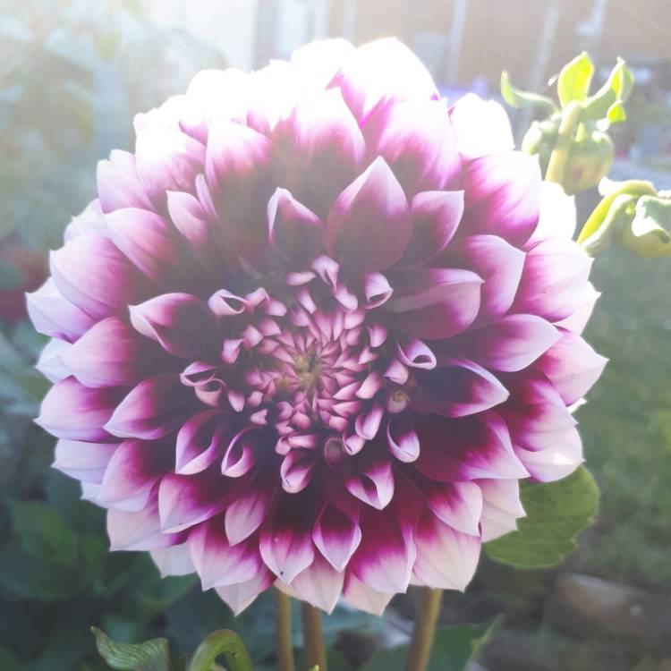 Plant image Dahlia 'Edinburgh'