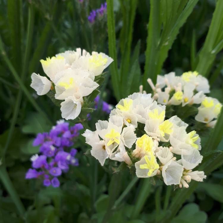 Plant image Limonium sinuatum 'Pacific Mix'