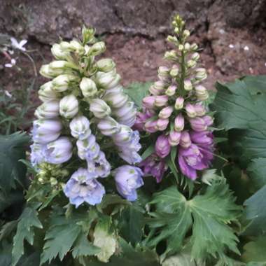 Delphinium 'Lilac Rose White Bee'