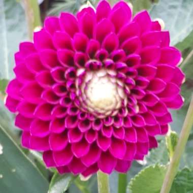 Dahlia 'Franz Kafka'