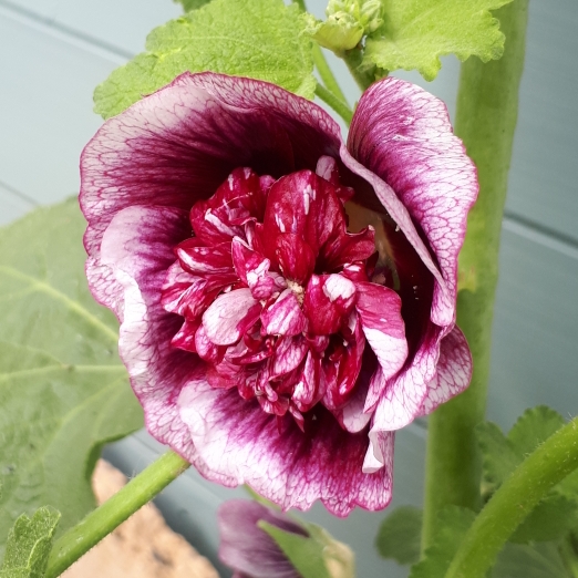 Plant image Alcea rosea 'Creme De Cassis'