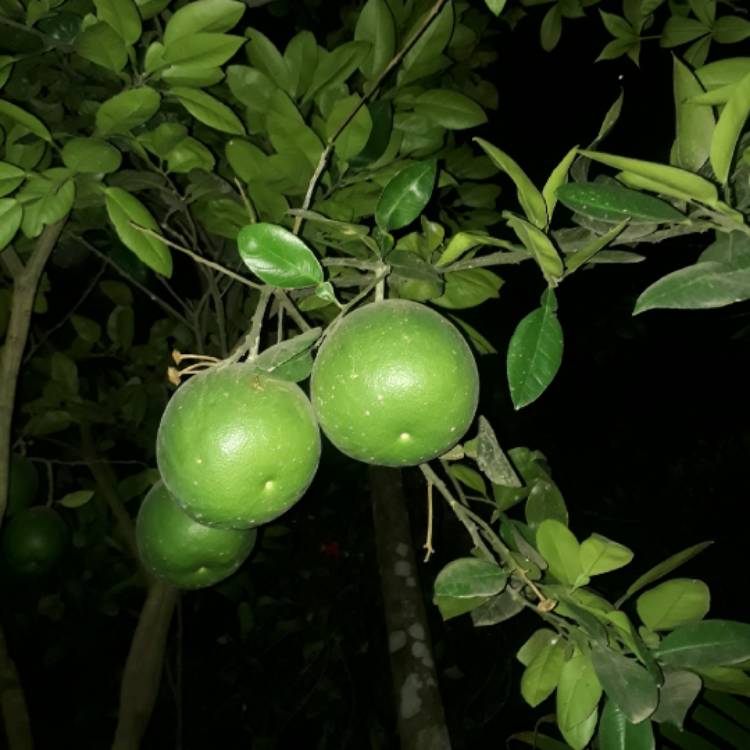 Plant image Citrus maxima