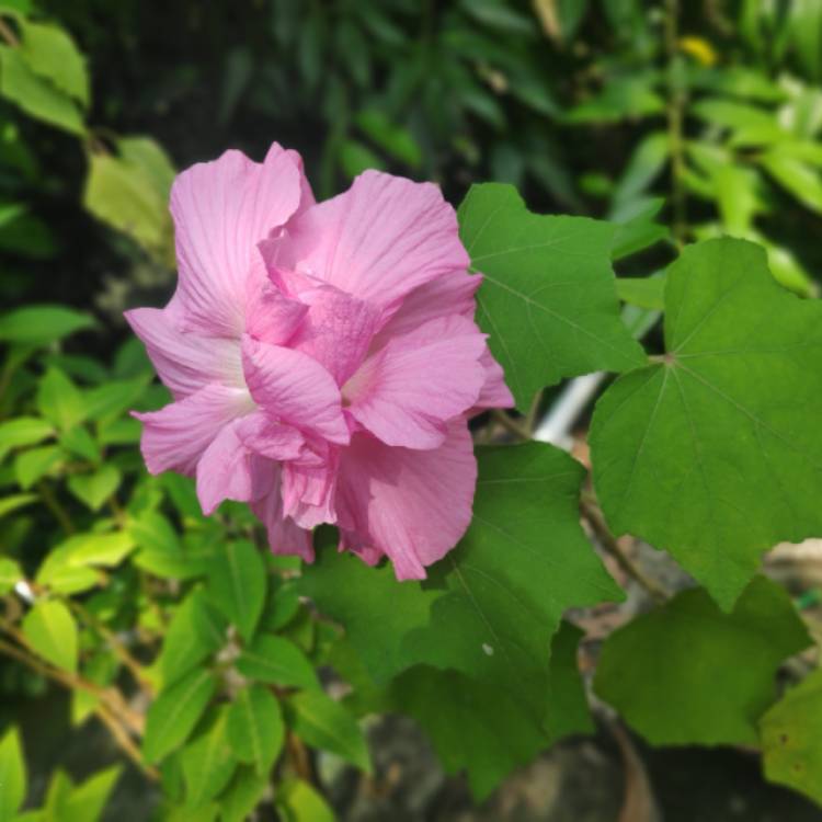 Plant image Hibiscus Mutabilis