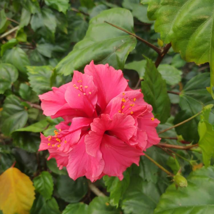 Plant image Hibiscus rosa-sinensis 'Sabrina'