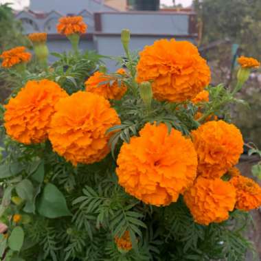 Tagetes erecta