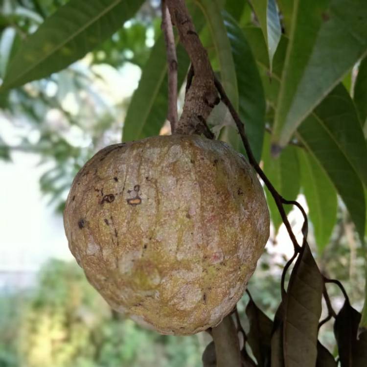 Plant image Annona reticulata