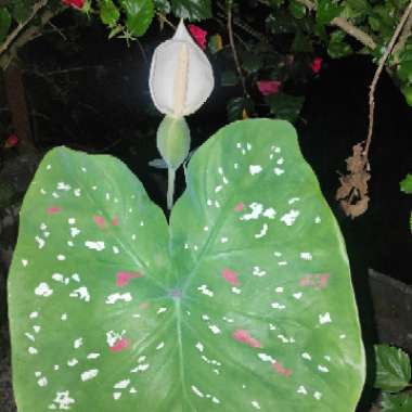 Caladium bicolor 'Florida Clown'

