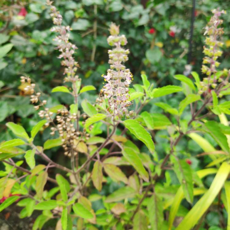 Plant image Ocimum tenuiflorum syn. Ocimum sanctum