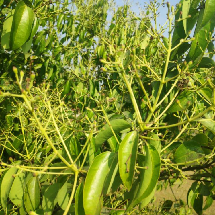 Plant image Cinnamomum verum