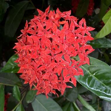 Ixora coccinea