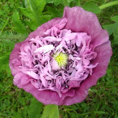 Opium Poppy